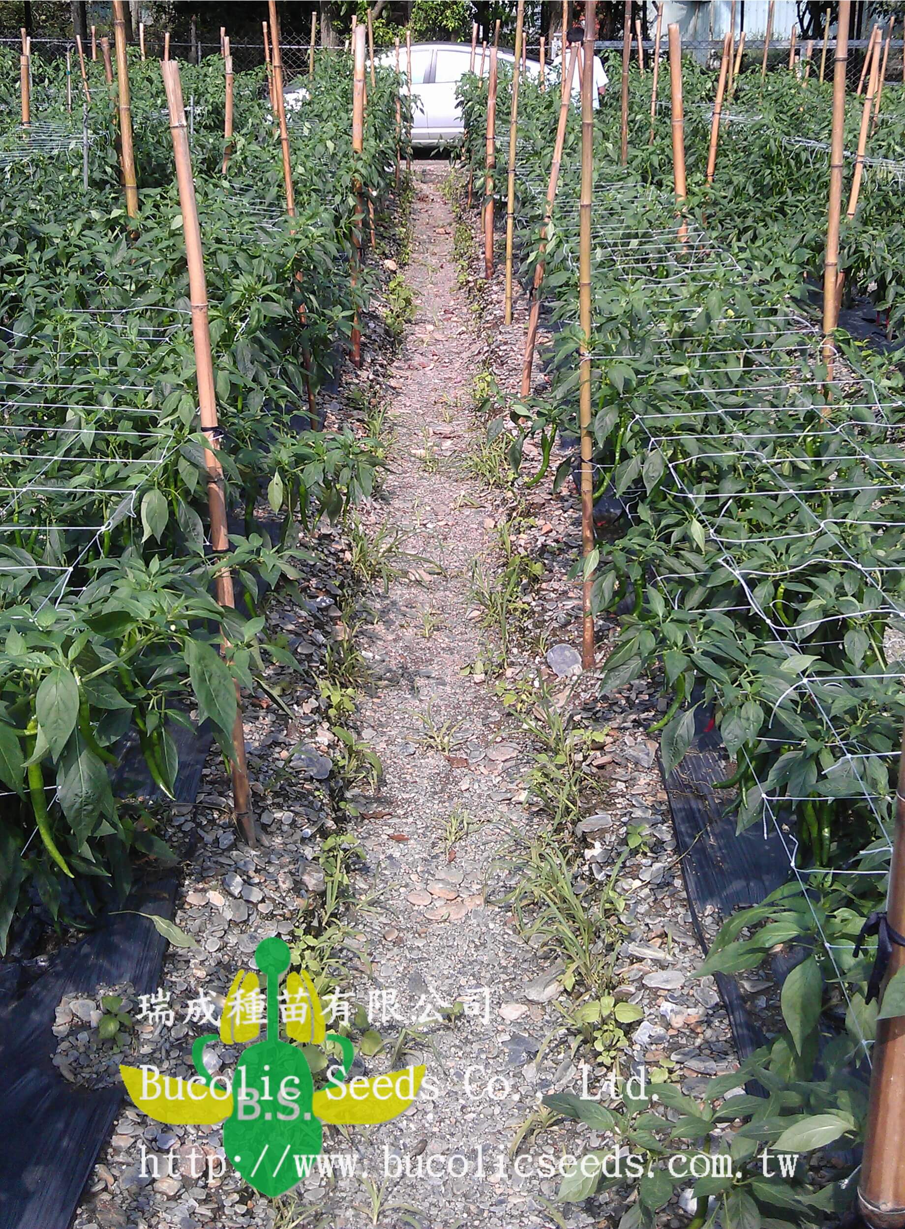Hot Pepper 2008 - Hot Pepper 2008 (1)